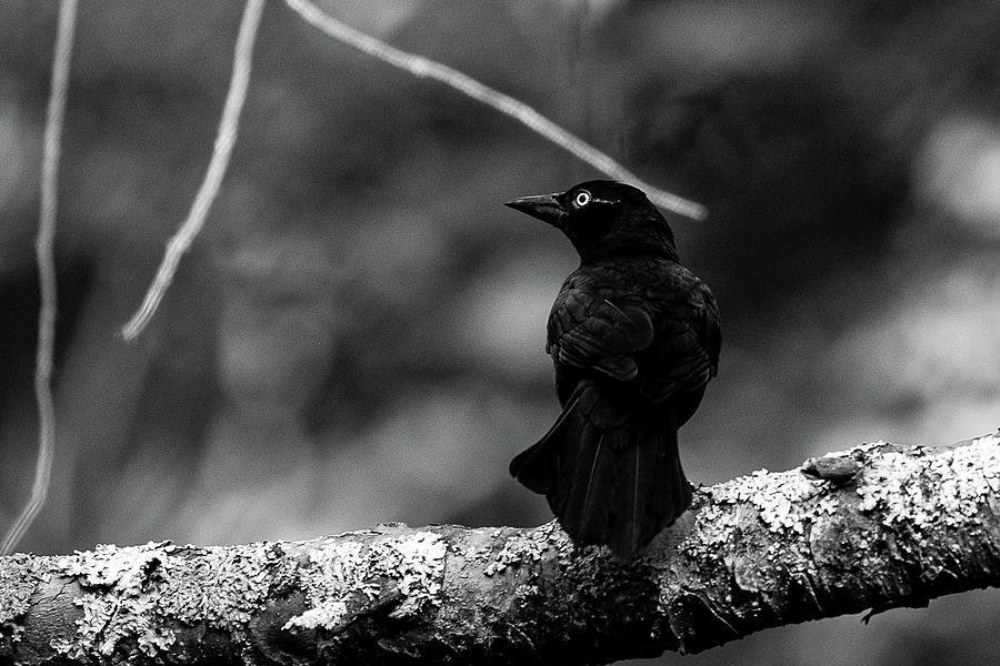 Grackle in Black and White Photograph by Denise Kopko