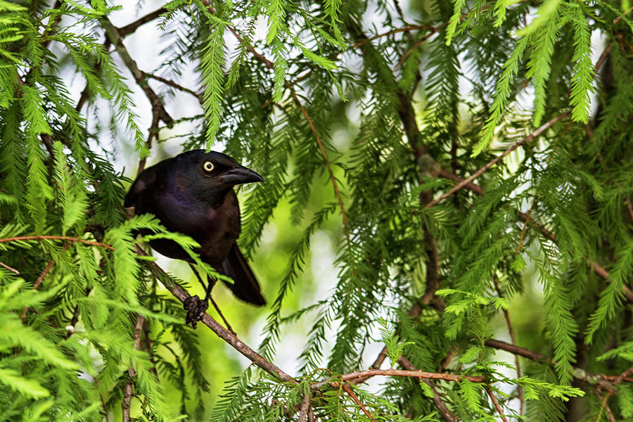 Grackle in Neuse River Cypress Tree Photograph by Bob Decker