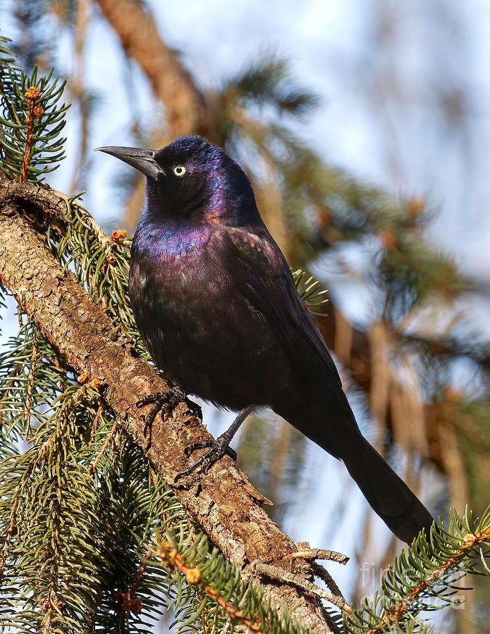 Grackle in Pines Photograph by Chris Scroggins