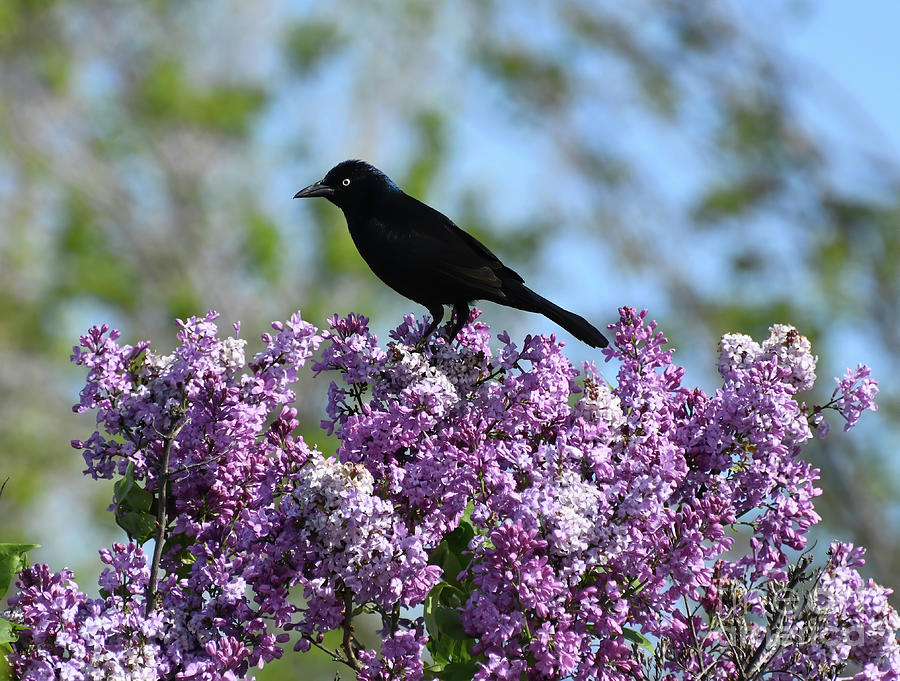 Grackle in the Lilacs Photograph by Kerri Farley