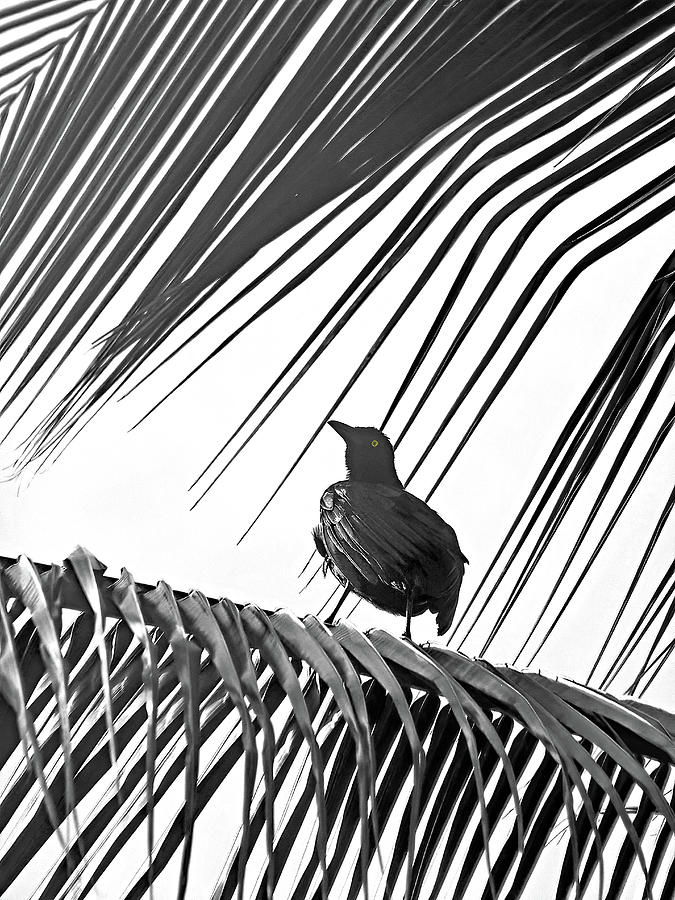 Grackle In The Palms - Bw Photograph by Jennifer Robin