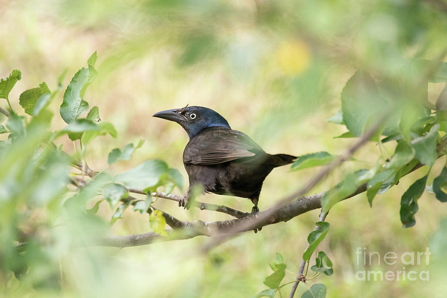 Grackle Photograph by Jeannette Hunt