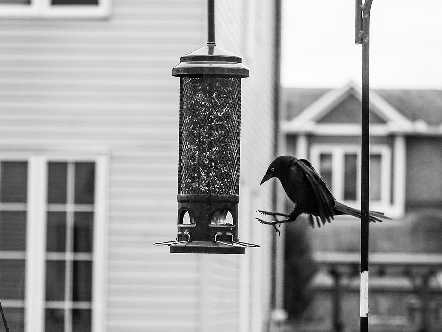 Grackle landing Photograph by Rob Huntley