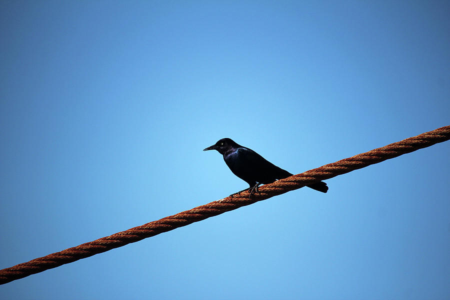 Grackle On A Rope Photograph by Cynthia Guinn