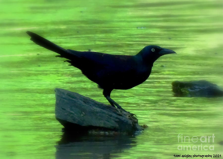 Grackle On Green Waters Photograph by Tami Quigley