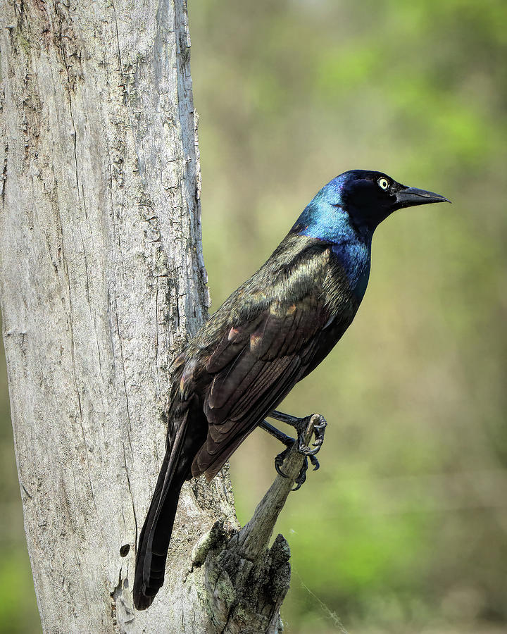 Grackle on Perch Photograph by Dennis Lundell