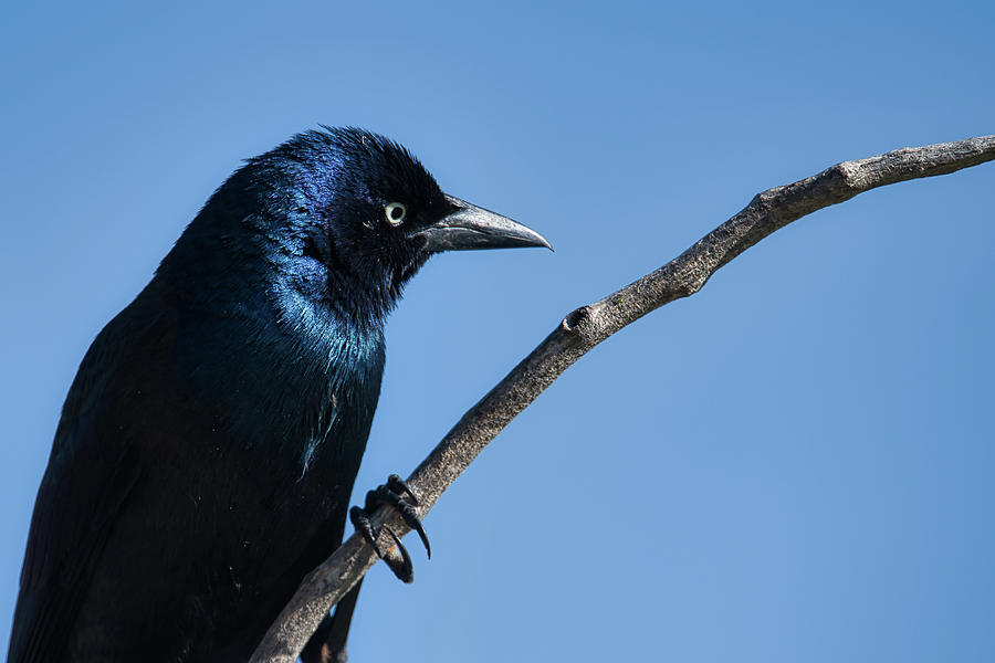 Irridescence Photograph - Grackle by Phil And Karen Rispin
