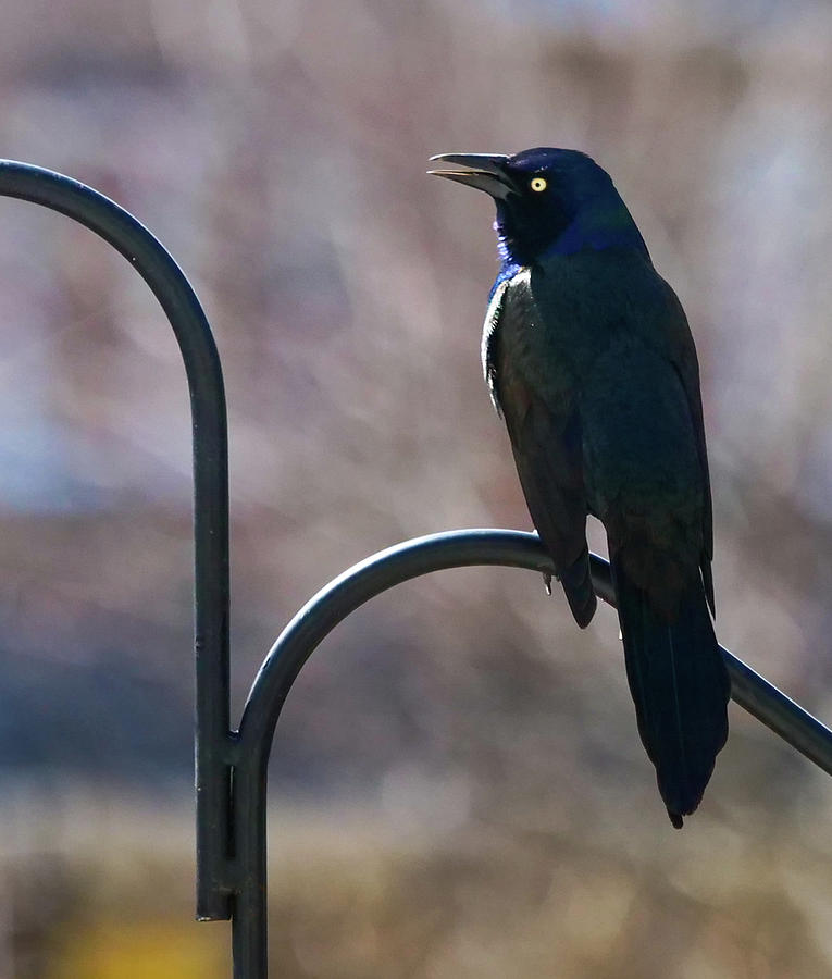 Grackle Photograph by Rob Huntley