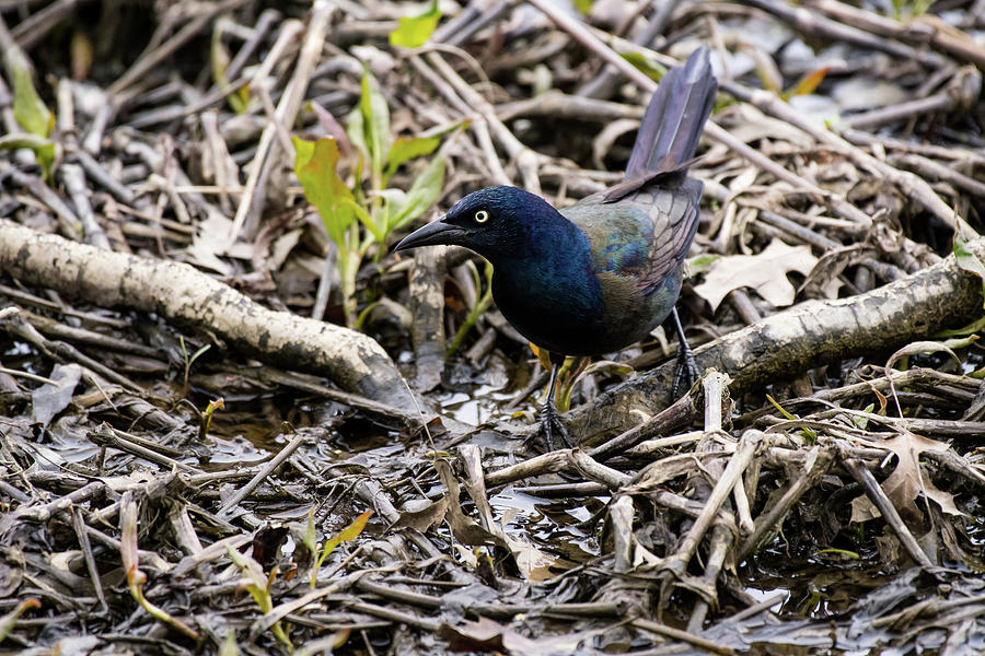 Grackle Photograph by Rose Guinther