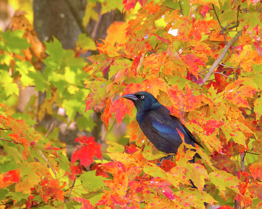Grackle Sitting Among Fall Leaves Photograph by Charles Floyd