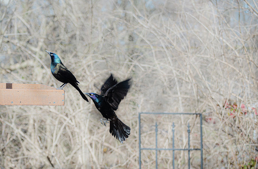 Grackles Photograph by Diane Lindon Coy