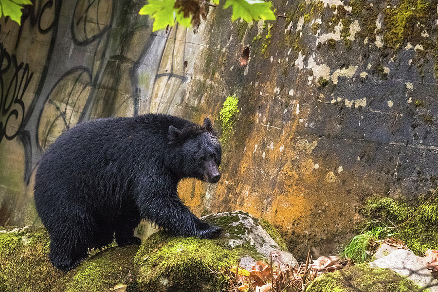 Graffiti Black bear Photograph by Michelle Pennell