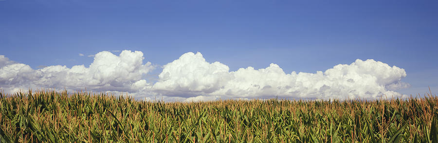 Grain corn field with clouds Photograph by Timothy Hearsum