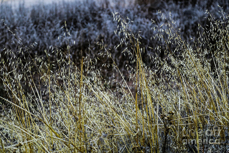 Grains and Grasses Photograph by Erin Marie Davis