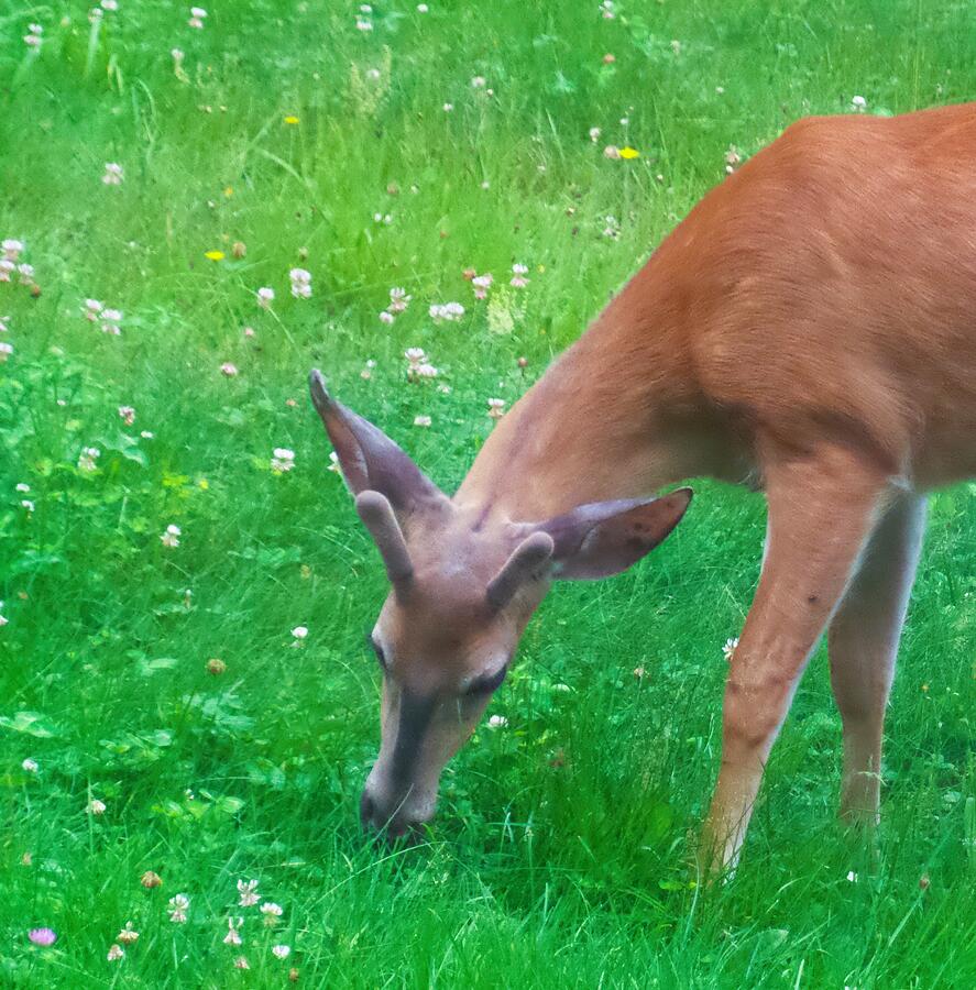 Grazing Young Buck-Maine Wildlife Photograph by Mike Breau - Fine Art ...