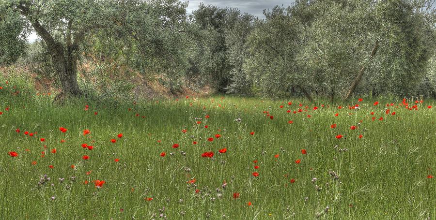 Granada Poppies and Olive Trees Photograph by Geoff Harrison