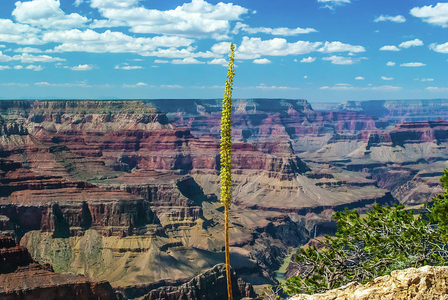 Grand Canyon  100 yr. old Tree Photograph by Gordon Sarti