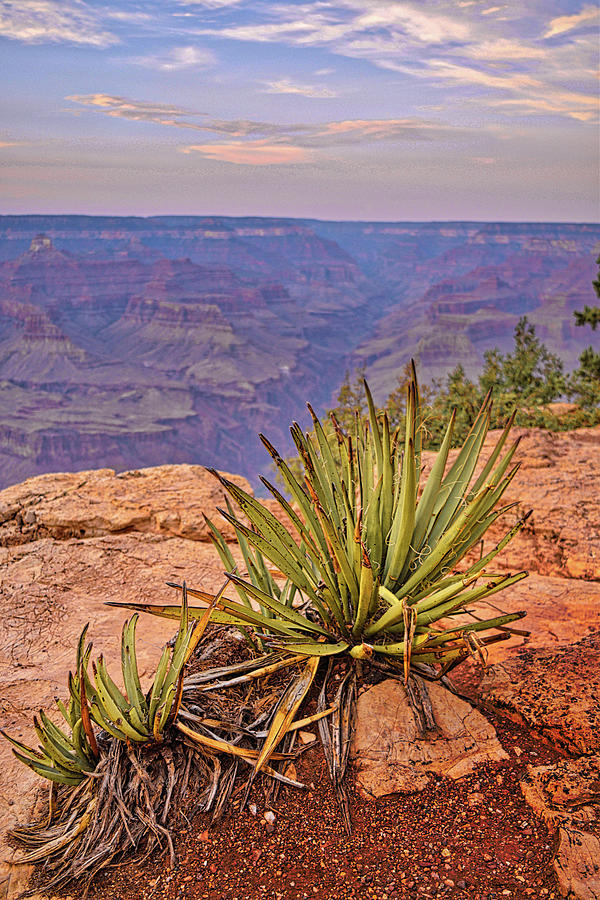 Grand Canyon Agave Photograph by Chance Kafka