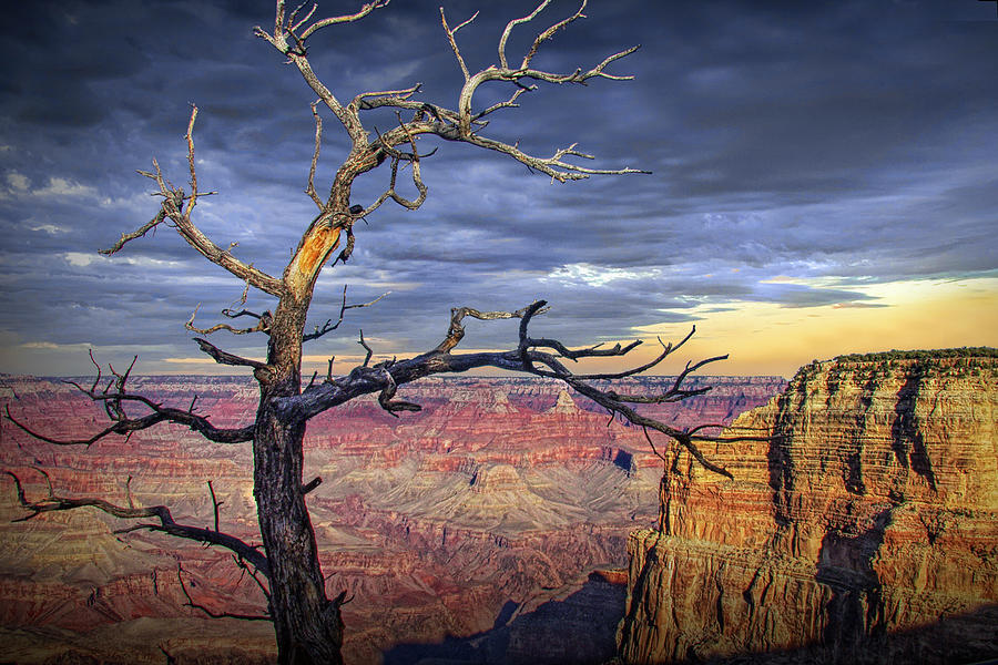 Grand Canyon at Sunset with Dead Tree Trunk Photograph by Randall Nyhof