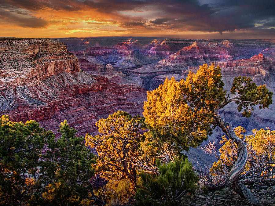 Grand Canyon at Sunset with Trees at Cliffs Edge Photograph by Randall Nyhof