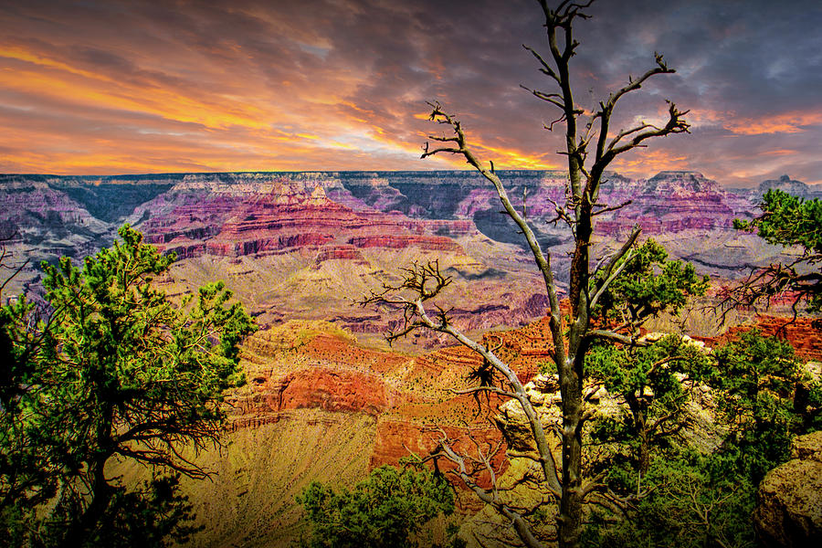 Grand Canyon at Sunset with Trees at the South Rim Photograph by Randall Nyhof
