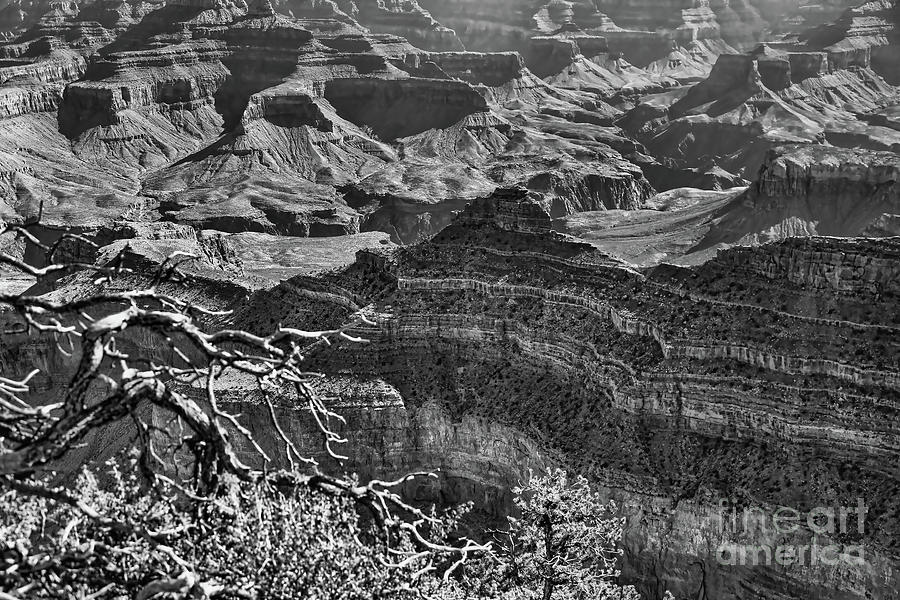 Grand Canyon Black White Arizona I  Photograph by Chuck Kuhn