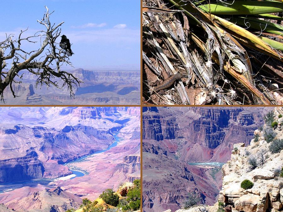 Grand Canyon Collage 5 Digital Art by Will Borden