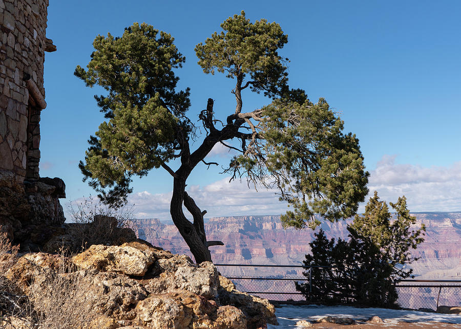 Grand Canyon Desert View Tree Photograph by Brooke Bowdren