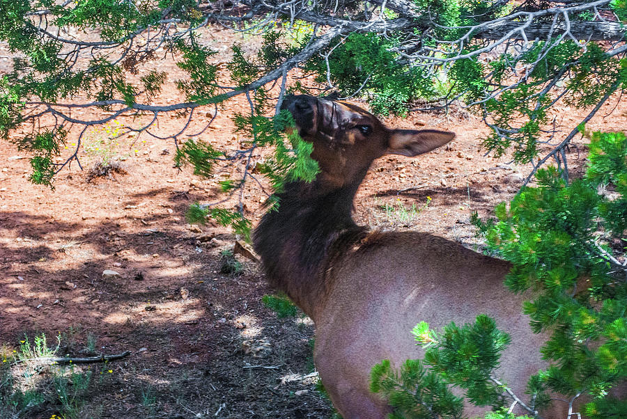 Grand Canyon Elk Photograph by Gordon Sarti