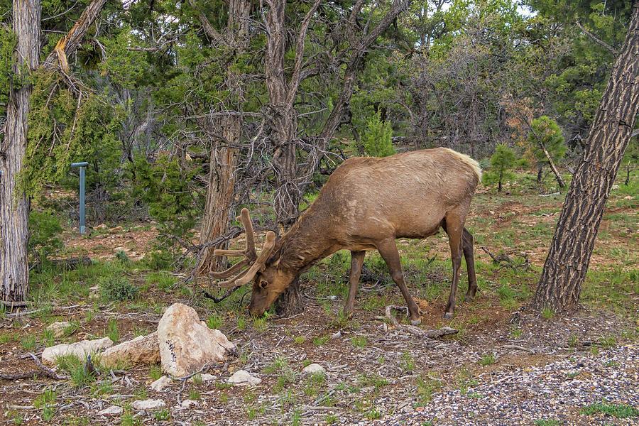 Grand Canyon Elk Photograph by Marisa Geraghty Photography