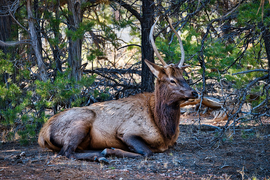 Grand Canyon Elk Photograph by Stuart Litoff