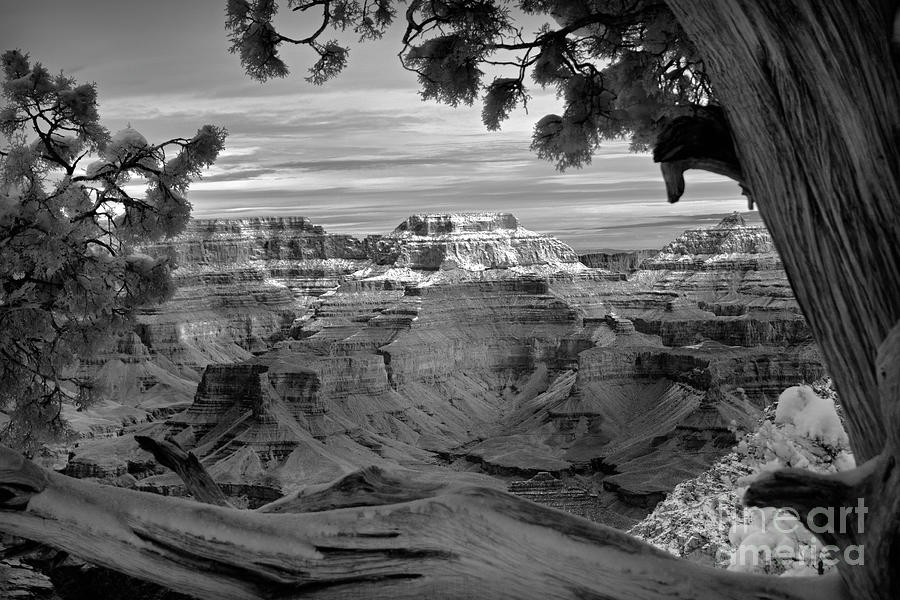 Grand Canyon Framed By Tree Photograph