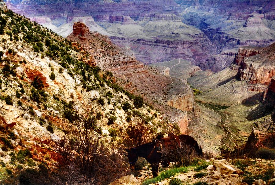 Grand Canyon Photograph by Kristin Elmquist