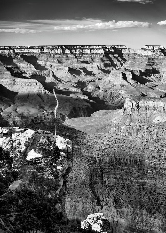 Grand Canyon Monochrome Shadows - Arizona Photograph by Gregory Ballos