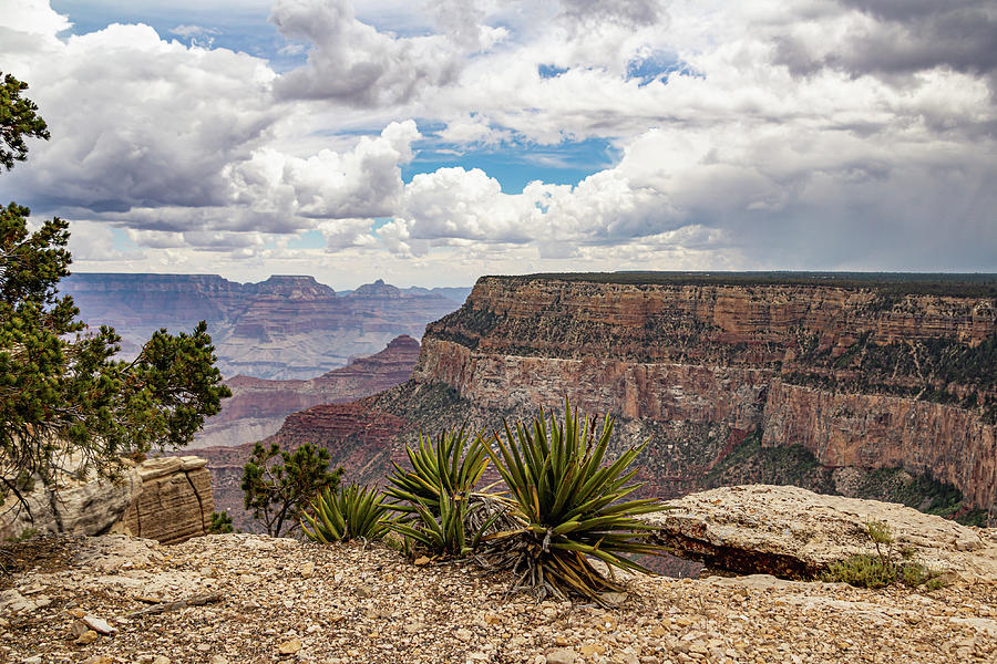 Grand Canyon National Park 3 Photograph by Cindy Robinson