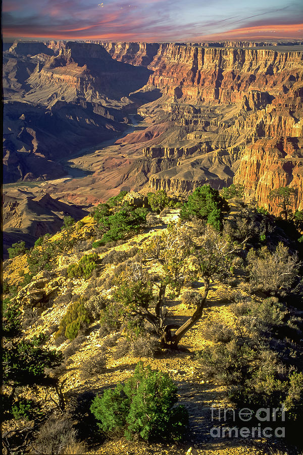 Grand Canyon NP Vertical Photograph by David Zanzinger