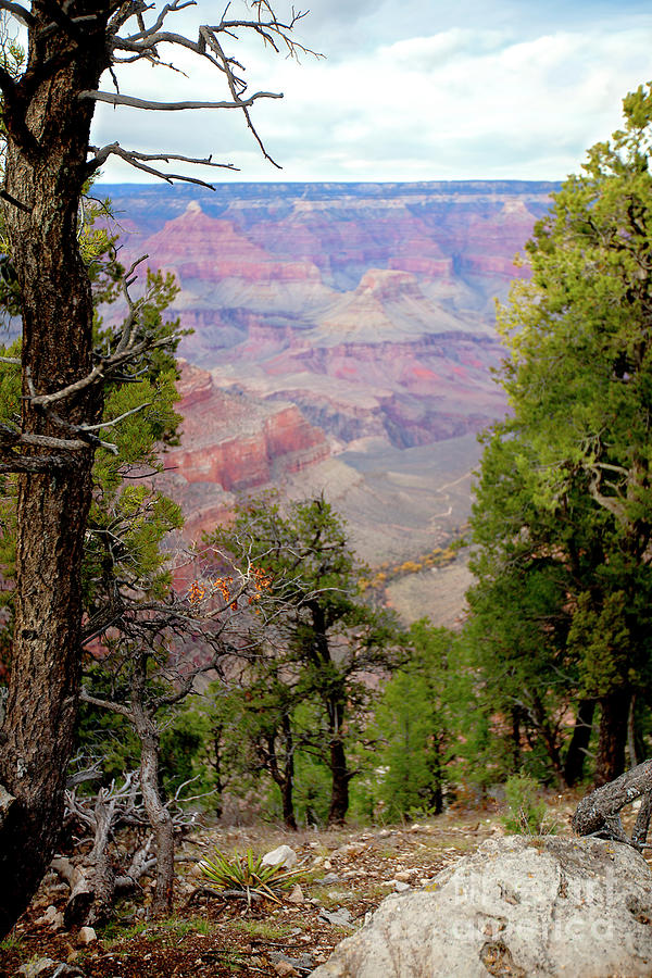 Grand Canyon on the Rim Photograph by Catherine Walters
