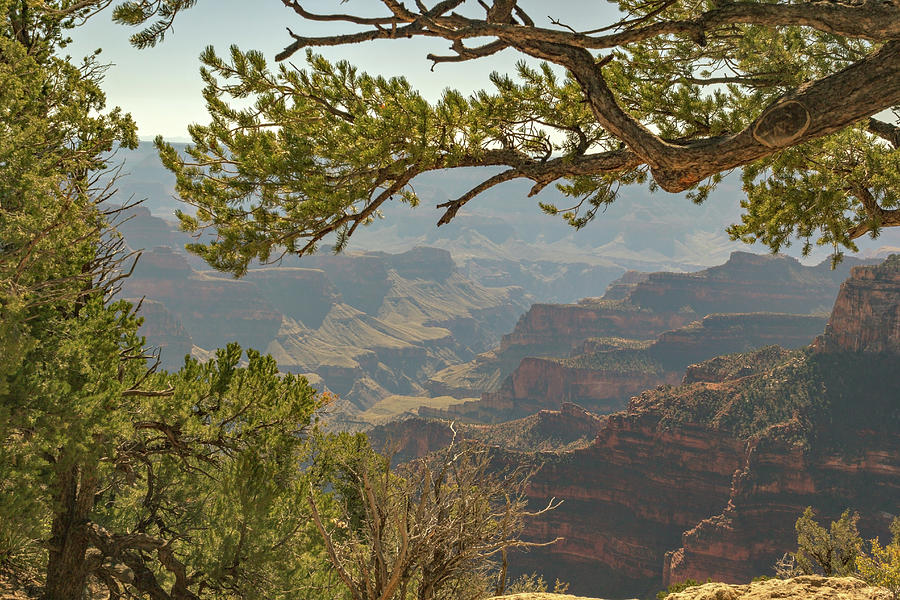 Grand Canyon Overlook Photograph by Peter J Sucy