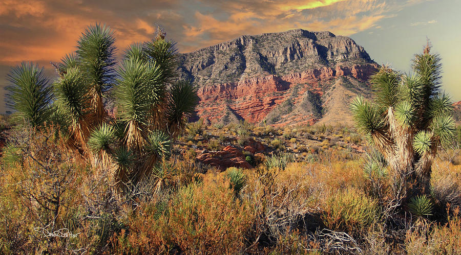 Grand CanyonParashant National Monument Photograph by David Salter