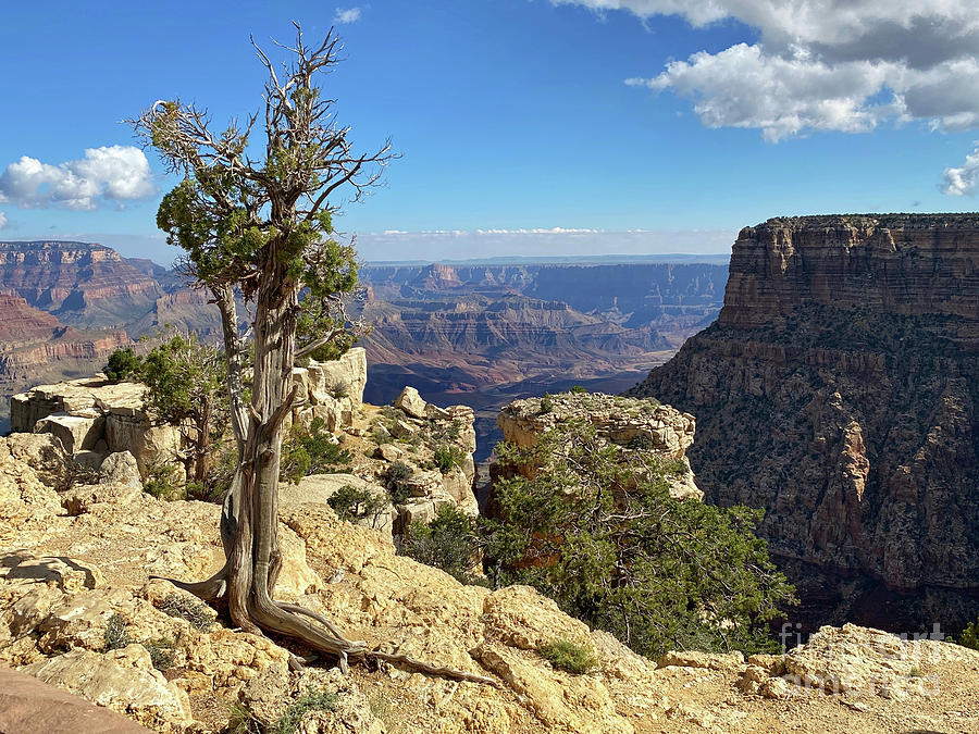 Grand Canyon Pine Photograph by Jeanette French