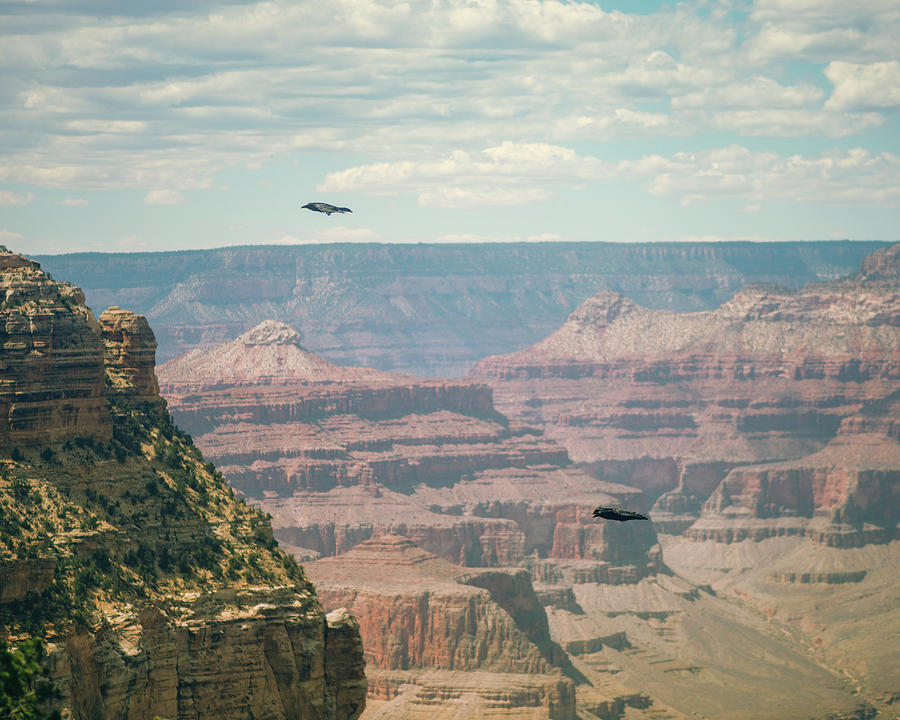Grand Canyon Ravens Photograph by Ray Devlin
