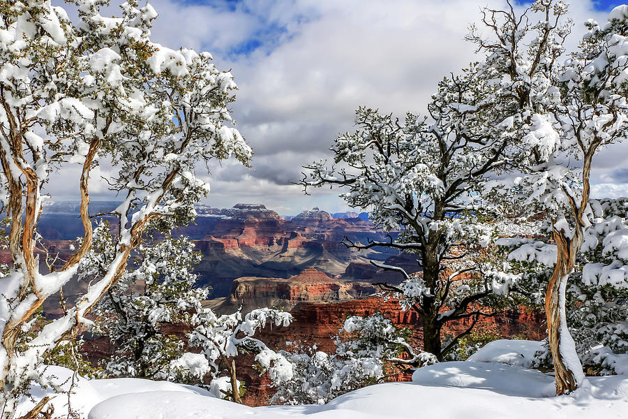 Grand Canyon Snow 2 Photograph by Dawn Richards