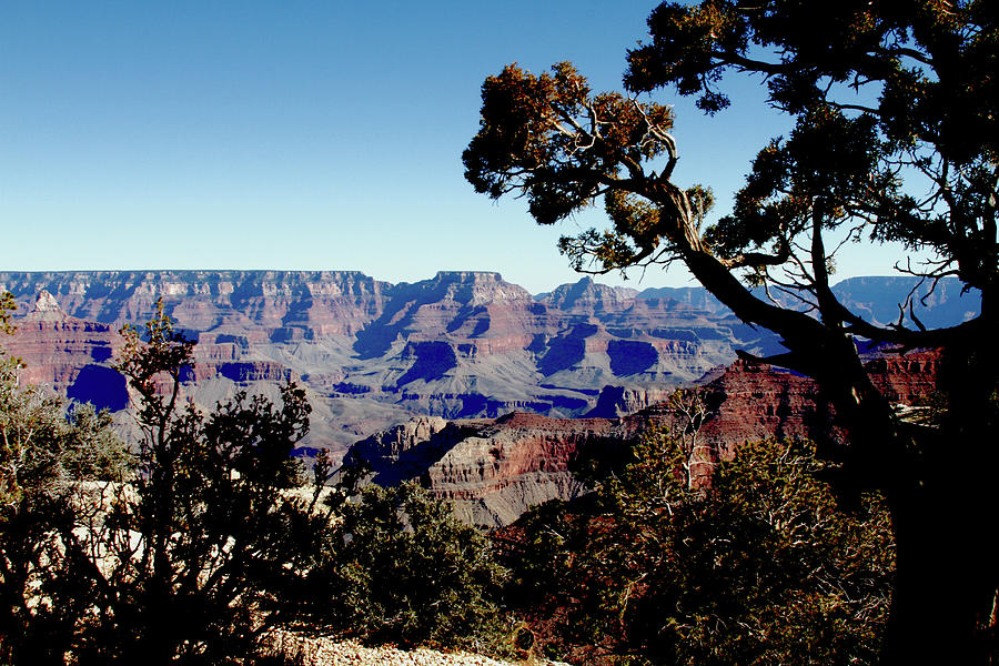 Grand Canyon South Rim Photograph by Tammy Hankins