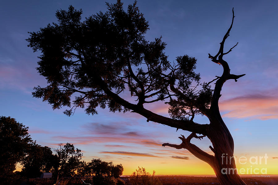 Grand Canyon South Rim Tree at Sunset Photograph by Aloha Art