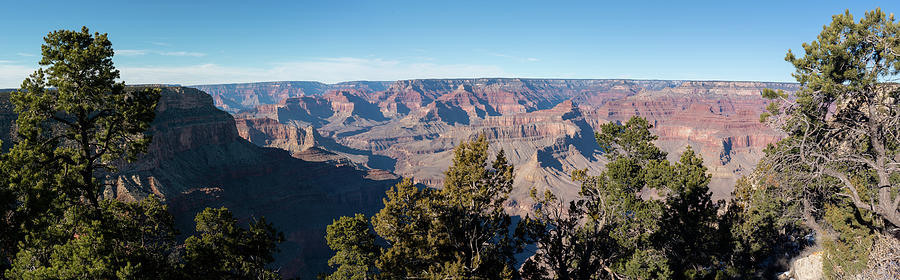 Grand Canyon South Rim Trees Photograph by Brooke Bowdren