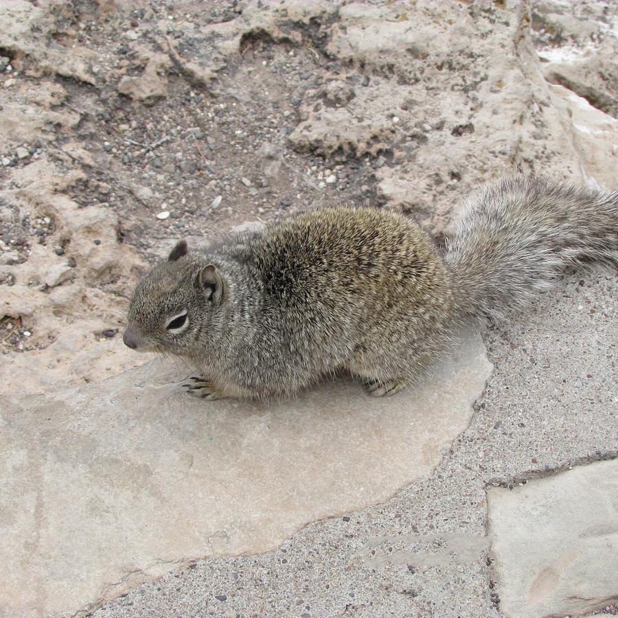 Grand Canyon Squirrel Photograph by Tambra Nicole Kendall