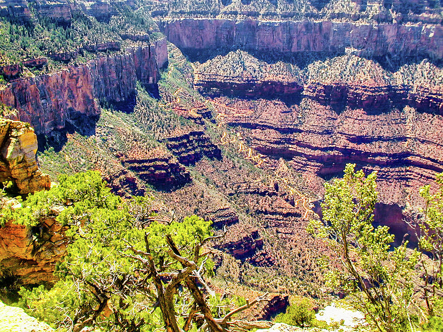 Grand Canyon The Trail Down Photograph by Dan Carmichael