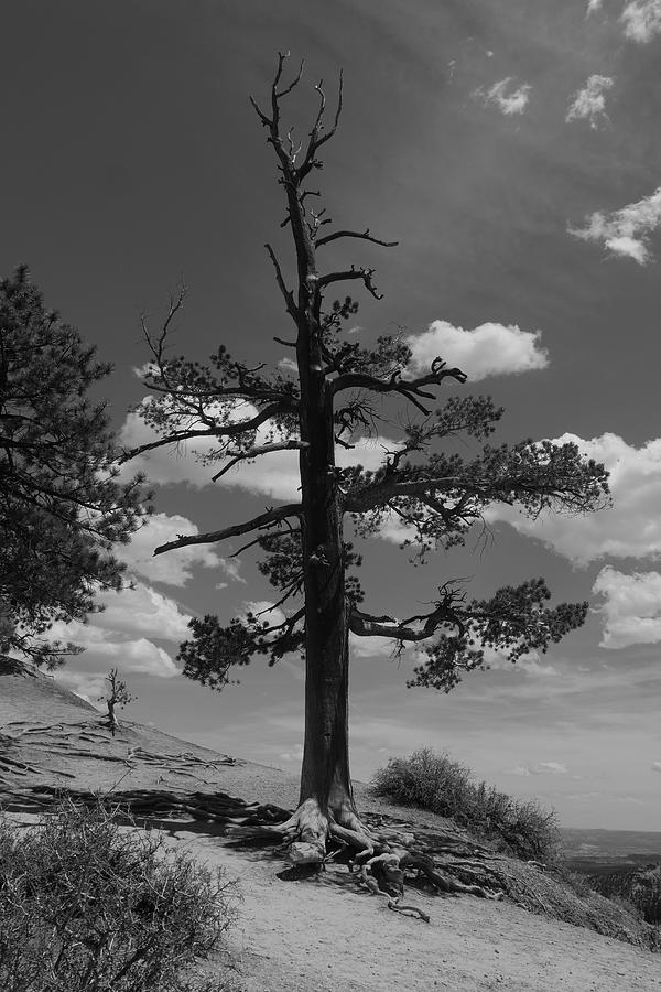 Grand Canyon Tree Photograph by Alex King