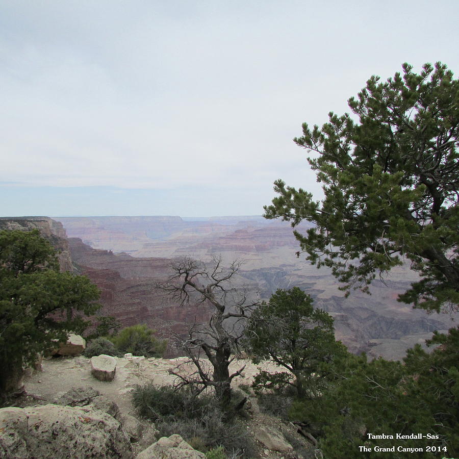 Grand Canyon Trees Photograph by Tambra Nicole Kendall