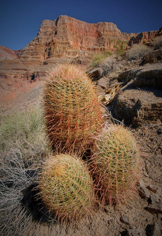 Grand Canyon National Park Photograph - Grand Canyon Triple Barrel Cactus by Andy Millard